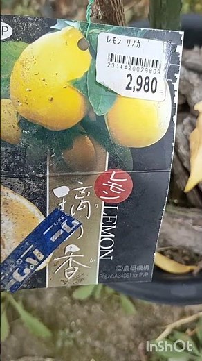 レモン璃の香鉢植え栽培レモンの葉が黄色くなる主な原因は肥料切れ（マグネシウム不足含む）、水やり過不足、害虫（ハダニなど）、日照不足、根詰まりなどで、対策としては即効性肥料や苦土石灰（マグネシウム補給）