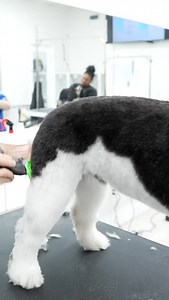 Save time with this easy dog grooming trick ! #doggrooming | Northern California Grooming Academy