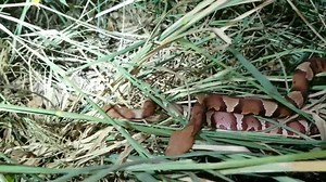 16K views · 69 reactions | Competitive feeding behaviour of Broad-banded Copperheads. (2 copperheads vs. 1 cicada) | The Copperhead Den | Facebook