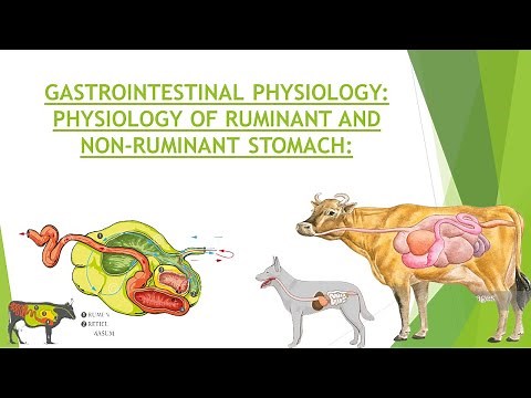 Physiology of Ruminant & Non Ruminant Stomach | Gastrointestinal Physiology | Structure of Stomach