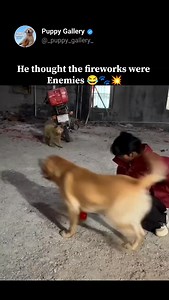 Dog vs Firecracker: The ultimate Diwali battle 😆🪔🎇 . #pets #petpost #PetLover #animallovers #animals #trending #cutevideo #cutedogs #cute #virals #dogvideo #dogs #doglovers #reels #instagram #explore #happydiwali🎉 #diwali #diwalivibes✨ | Puppy Gallery