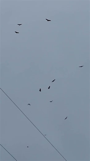A lot of Turkey Vultures in Flight #vultures #birds #wildlife