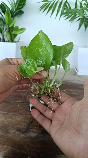 211K views · 1.4K reactions | Growing Pothos from leaves in Water  #gardening #gardenreels #plantsreels #facebookviral #garden #trendingreel #viralpost2025 | Gardening Ideas | Facebook