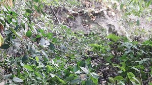 Earthen wild bees swarm or nest (beehive) in a rock, bees foraging. Mountains Of Laos
