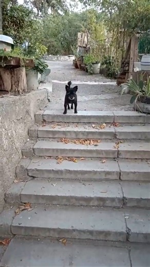 Пёс Гендальфа: ты не пройдёшь 🐶🧙‍♂️