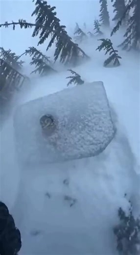 Owl Frozen Mid-Wing Stretch on Tree Branch #animal #animalrescues #animalwarnings #emotionalstory #fyp