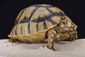 Egyptian Tortoise