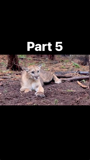 Part 5 of 7 releasing two mountain lions from wolf traps. #outwest #Idaho #mountainlions #lion #cougar | Out West