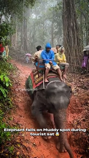 ᴛᴇʟᴜɢᴀᴍɪ ✶ | Elephant fall 🤯🤯 #sora2 #sora #elephant #ElephantFall #nature #tourist | Instagram