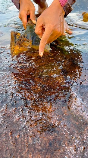 Gold mining : the process of searching for gold in rocky, sandy and muddy soil | finding gold in bedrock fragments. #goldnugget #goldmine #goldhunter #goldprospecting #mininggold #goldpanning #Goldfinding #goldhunting #goldstone #goldmud #goldgrains #golddust | Yudi Gold Prospecting