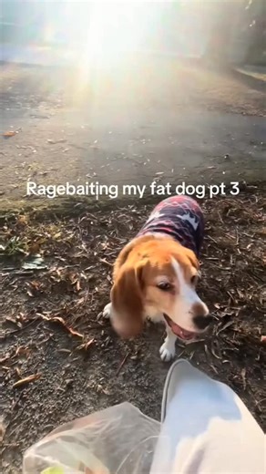 Stinky on Instagram: "He finally figured me out 🤕 脚步的动能。当你行走时,你的重量和动作会对瓷砖产生压力。瓷砖会轻微弯曲,从而产生机械应力。瓷砖内部的压电材料将这种应力转化为电能。每一步都会产生少量电荷,而数百万步结合在一起就能产生足够的电力来驱动LED灯、数字显示屏和传感器。在像涩谷车站这样繁忙的地方,每天大约有240万个脚步为这一系统作出贡献。这些电能可以被储存或立即使用,从而减少对传统电力来源的依赖,并支持可持续的城市基础设施。这种方法将日常运动转化为实用的可再生能源#日本 #知识 #事实 #你知道嗎 #推し #科技 #创新 #历史 #技术 #实验 #热门 #spartans #funny #fyp #meme #viral #dog #dogmemes #scary #rage #ragebait"