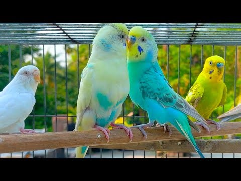 8 hours of Budgies Singing Playing in their Aviary