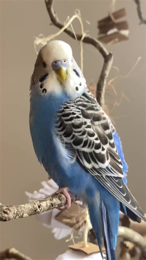 Beautiful Blue Budgie Parakeets: Chirping Sounds