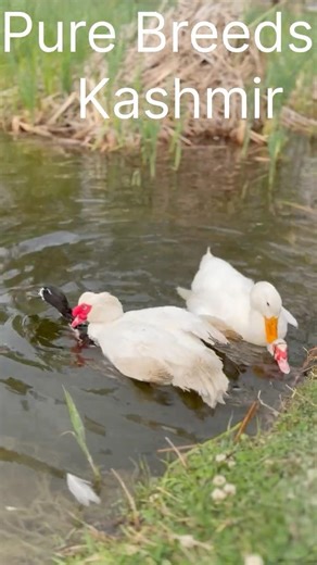 When Muscovy Meets Pekin… Nature Gets Wild 🦆 . Rare collection. Stay connected for chicks