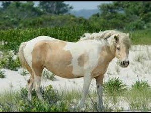 2018 Chincoteague Pony Swim - Misty of Chincoteague