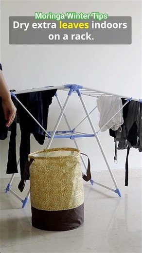 This moringa trick melts the cold! #swasaaenterprises #moringa #shorts