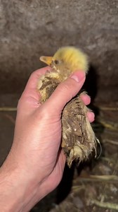 Adorable Rescued Goslings Hatching