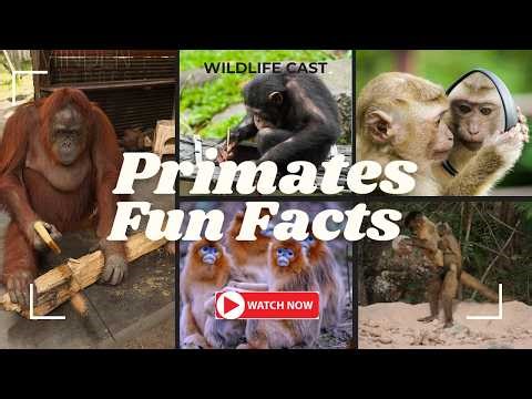 “14 Mind-Blowing Facts About Primates You Never Knew!” 😄