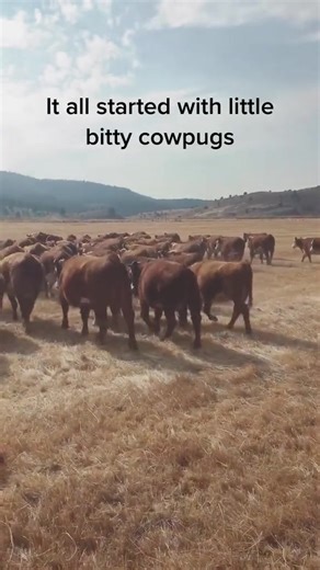 Pugs vs Cows. Seems to be a trend lately. Rare Buckaroo on TT | SpeakPug