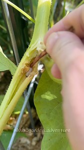 Proactive organic pest control…looking forward to having some extra help in the garden this year. Learn something new everyday and beneficial nematodes seem so promising 😁 #organicgardening #organicpestcontrol #garden #gardening #vineborers #gardenpests #beneficialnematodes | Nikki Adams