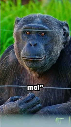 Animals That Can Recognize Themselves in Mirrors | Animal Factarium