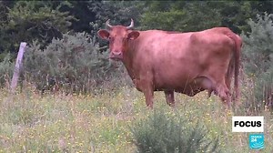 🇫🇷 #FOCUS - #France is facing a crisis in #agriculture: its workforce is ageing rapidly, with half of its 400,000 farmers due to retire by 2030. Meanwhile, more and more farmland is being taken up by second homes, urbanisation and land grabbing by large agricultural corporations, as Rebecca Martin and Yinka Oyetade report ⤵️ | FRANCE 24 English