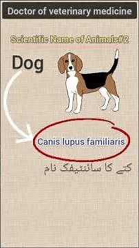Scientific name of dog
