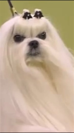 Congratulations to Cookie the Maltese, winner of the Toy Group at the 150th #WestminsterDog Show! 🏆 Big wins come in small packages! | Westminster Kennel Club Dog Show