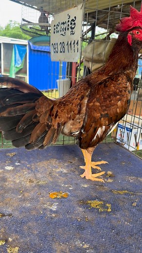 320K views · 10K reactions | Dep Ga Farm on Reels | Facebook