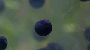 Clip D1267_27_002, from Dissolve