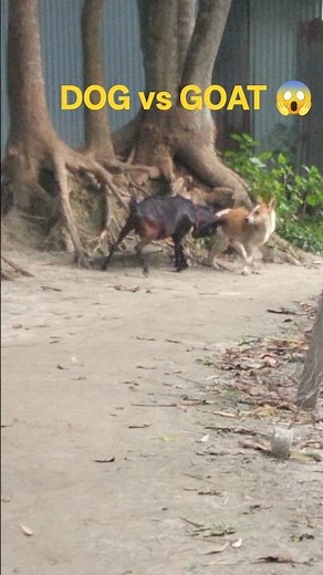 👉 Dog vs Goat Fight 😱 | Funny Animal Battle 😂 | Who Will Win?