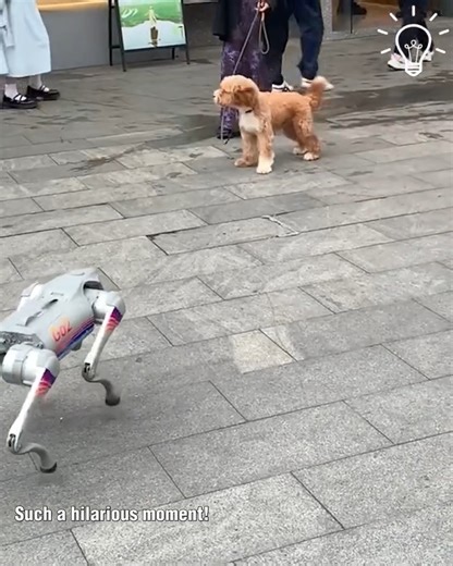 123K views · 485 reactions | Robot dog meets our fluffy friends!瑩 | 7 VIDAS | Facebook