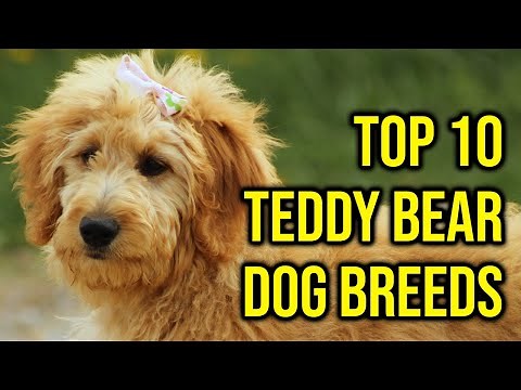 Top 10 Teddy Bear Dog Breeds You Need To Have/ Amazing Dogs