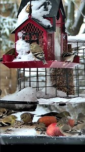 Finch Feeding Frenzy in the Snow 🐦❄️ #shorts #birds #4kshorts #nature