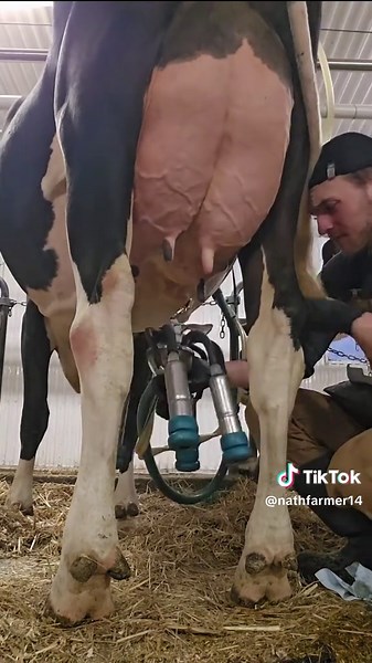 Dairy Farming Insights: Milking Holsteins in Quebec