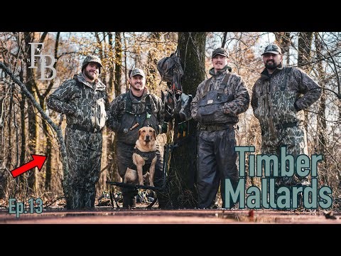 Timber Mallards - Duck Hunting the Green Tree Reservoir in Arkansas