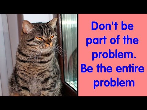 The Funniest and Most Relatable Cat Memes That'll Make You Smile - Cute Cat