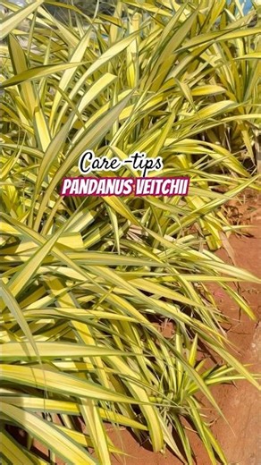 Pandanus Veitchii Plant Care#vareigatedscrewpine#pandanusveitchii#goldenpandanus#screwpine#shorts