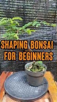 SHAPING BONSAI FOR BEGINERS ‼️ #bonsai #bonsaitree #viral #fypシ #shortvideo