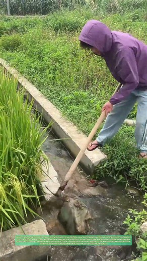 La houe remue la vase : un canal d'irrigation retrouve son lit sous la poussée du bois