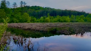 2.4K views · 37 reactions | Relaxing sounds from Rutherford Wetlands, Wayne National Forest. | Ohio Hiking Trails and Historical Sites. | Facebook