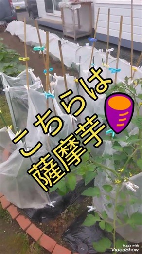 ミニトマトアイコ、薩摩芋栽培！北海道、オホーツク南部。