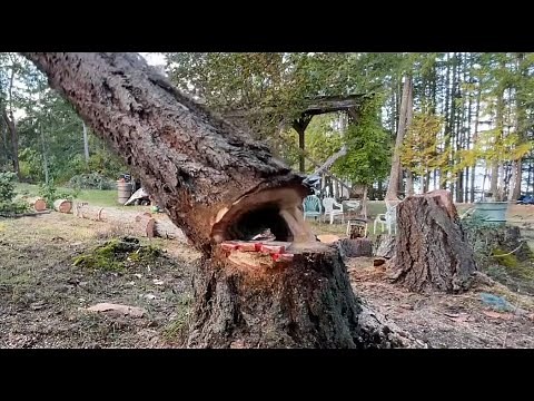 OH NO! , Rotten tree felling, I took a Chance !