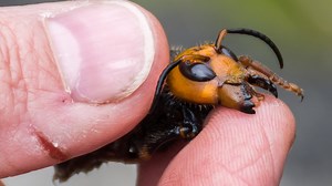 'Murder Hornets,' with sting that can kill some people, land in US