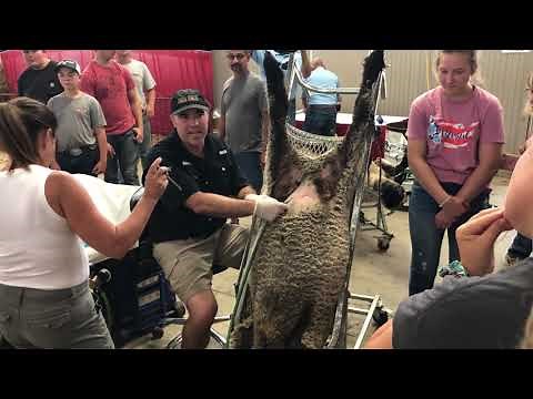 Laparoscopic Artificial Insemination in Sheep 2023