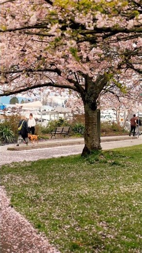 Spring Day in Park with Cherry Blossoms and Cyclists