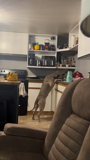 She doesn’t help out at all 😂 #pitbull | Jenni Simons