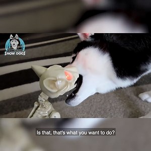 53K views · 539 reactions | Skeleton Prank on My Dog!  #GoneToTheSnowDogs #Husky #SiberianHuskies #Dogs #Prank #Funny | Gone to the Snow Dogs | Facebook