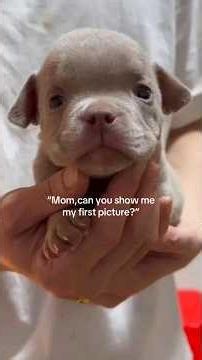 Doggo: Mom, Show Me My First Picture 🥹🐶❤️ #doggo #doglove #dogmoments #dogreaction