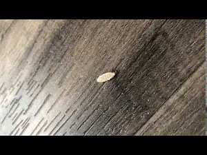 Plaster Bagworm crawling across a floor in Port St Lucie FL